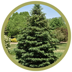 Picea pungens 'Densata' Black Hills Spruce