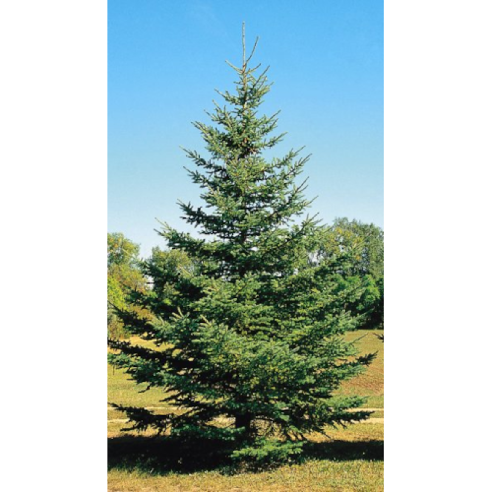 Picea pungens 'Densata' Black Hills Spruce