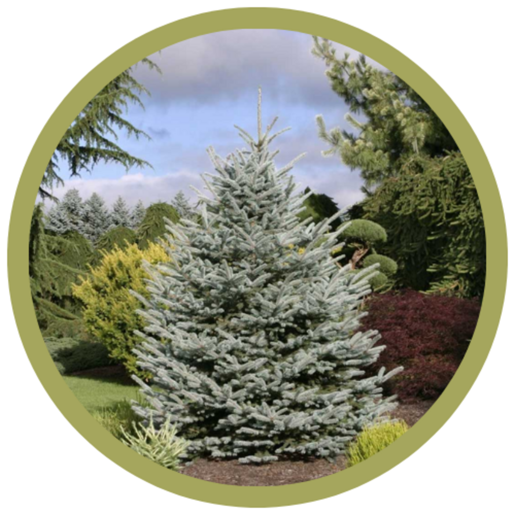 Picea pungens 'Fat Albert' Spruce