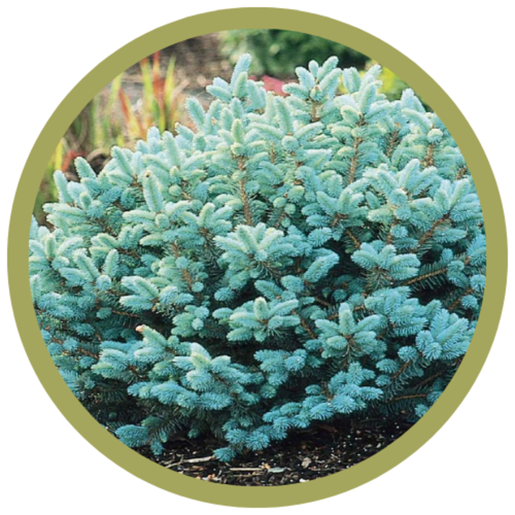 Picea pungens 'Globosa' Globe Blue Spruce