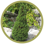 Picea pungens 'Jeans Dilly' Alberta Spruce