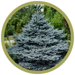 Picea pungens 'Montgomery' Spruce