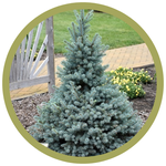 Picea pungens 'Sester Dwarf' Blue Spruce