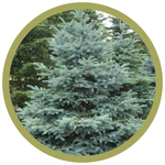 Picea pungens glauca 'Bakerii' Spruce