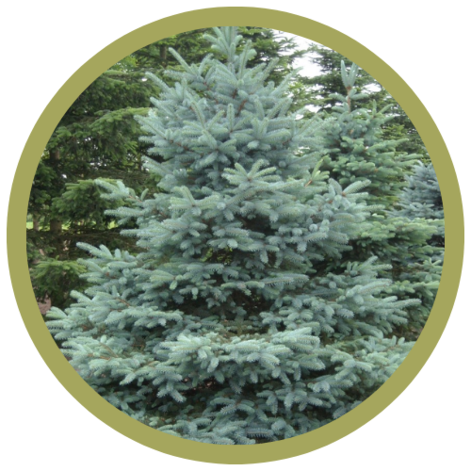 Picea pungens glauca 'Bakerii' Spruce