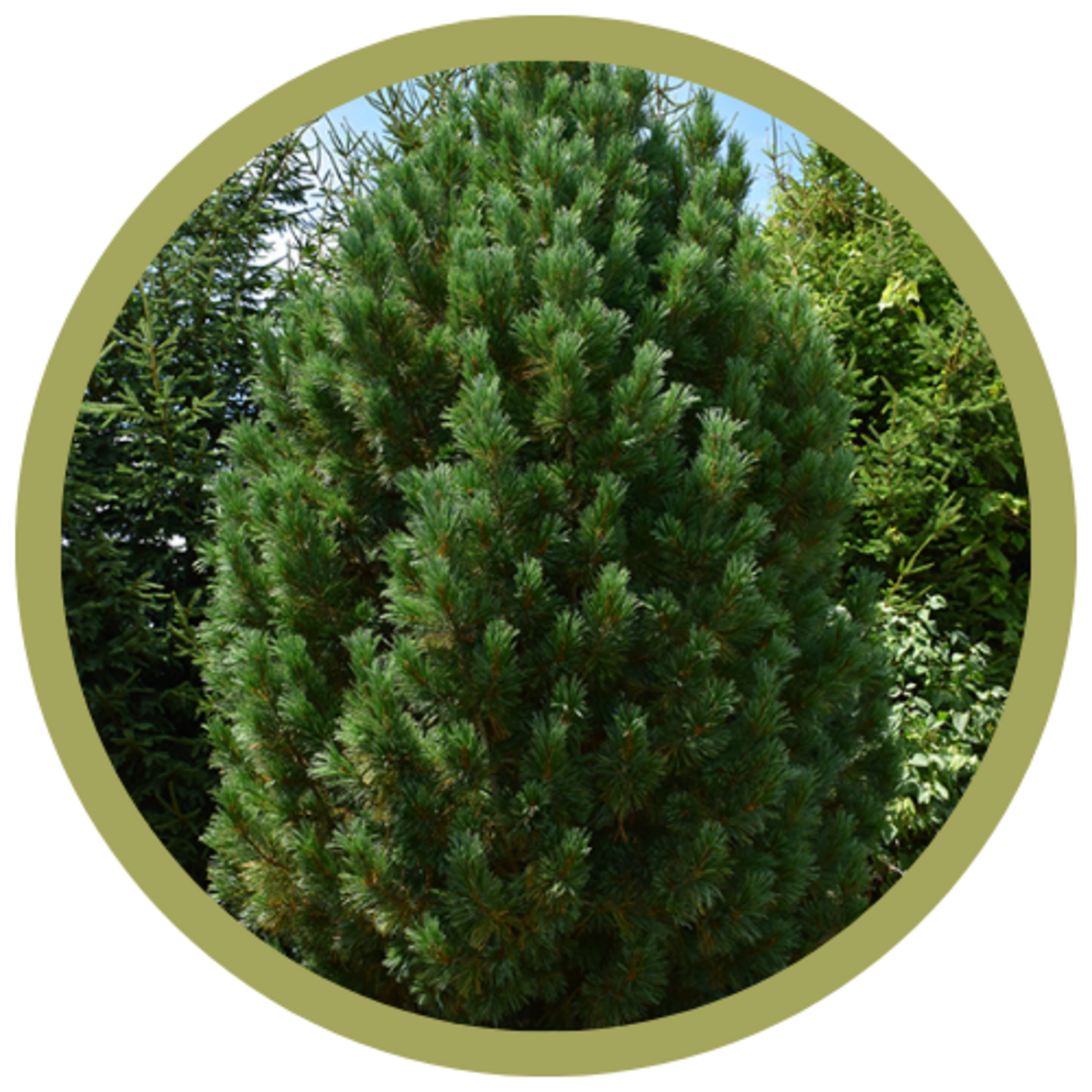 Pinus cembra 'Swiss Stone' Pine