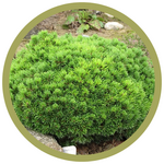 Pinus mugo 'Mugho' Dwarf Mountain Pine