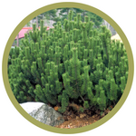 Pinus mugo 'Mugho' Mountain Pine