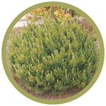 Pinus mugo 'Pumilio' Dwarf Mugo Pine