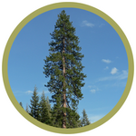 Pinus ponderosa 'Ponderosa' Pine