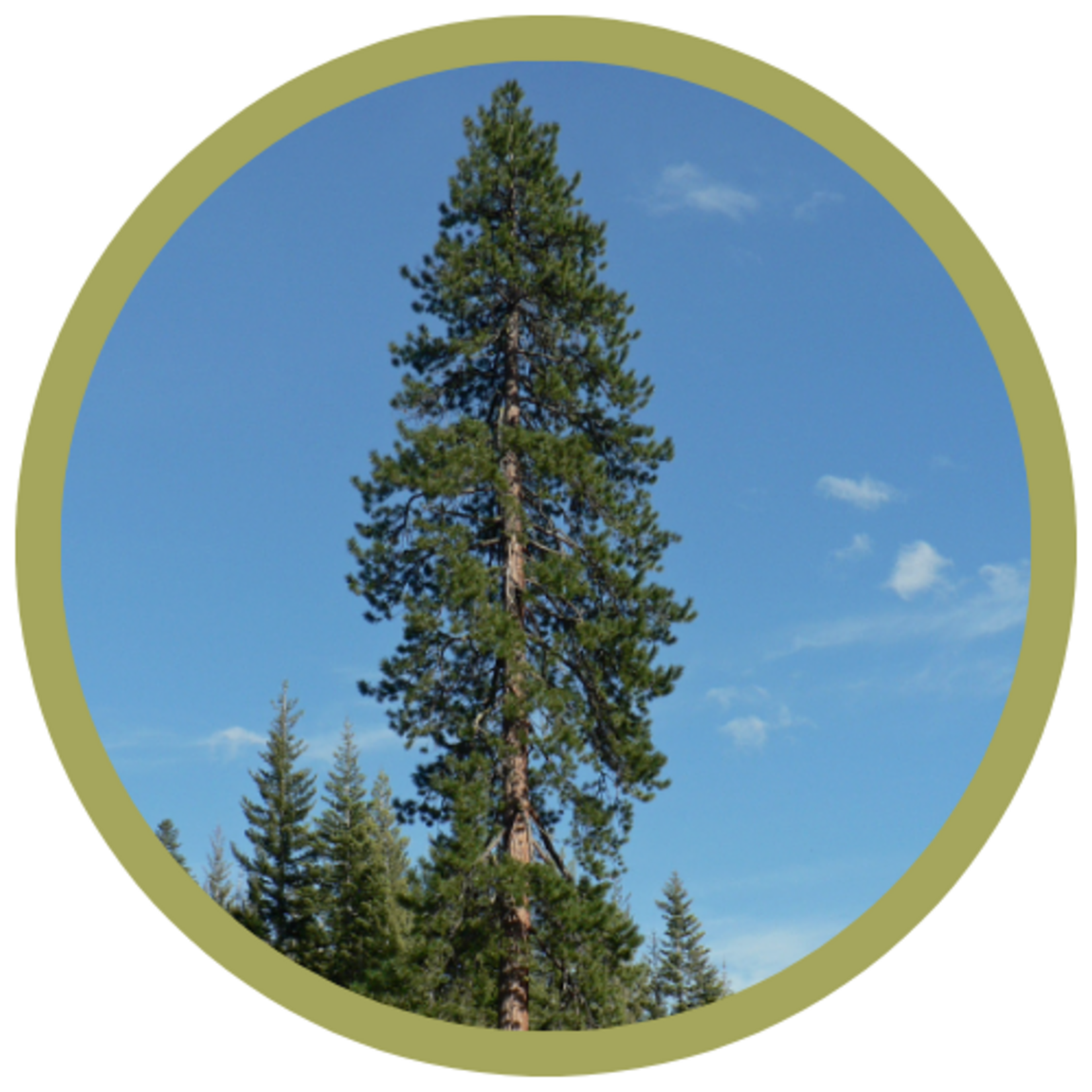 Pinus ponderosa 'Ponderosa' Pine