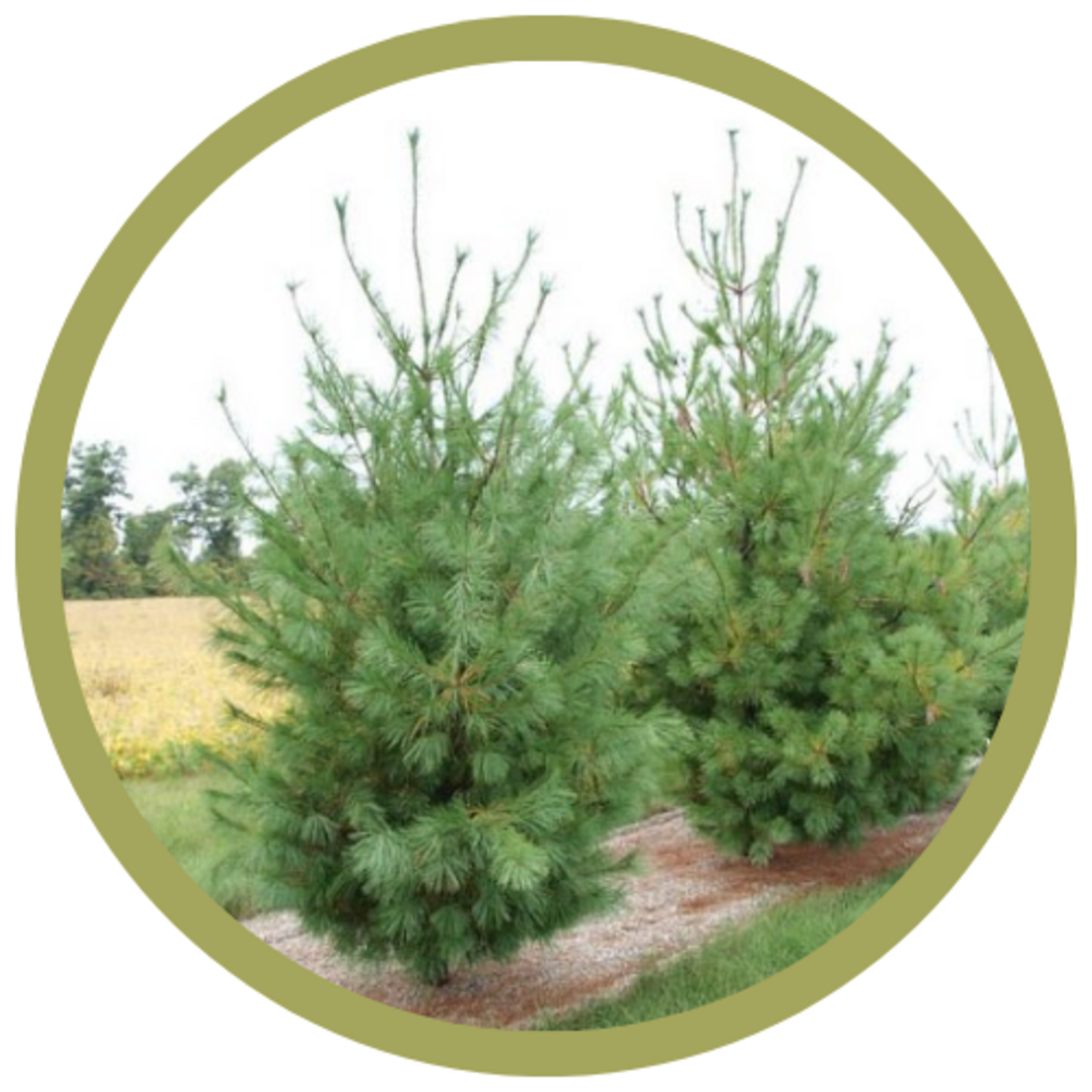 Pinus strobus 'White' Pine