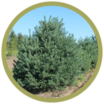 Pinus sylvestris 'Scots' Pine