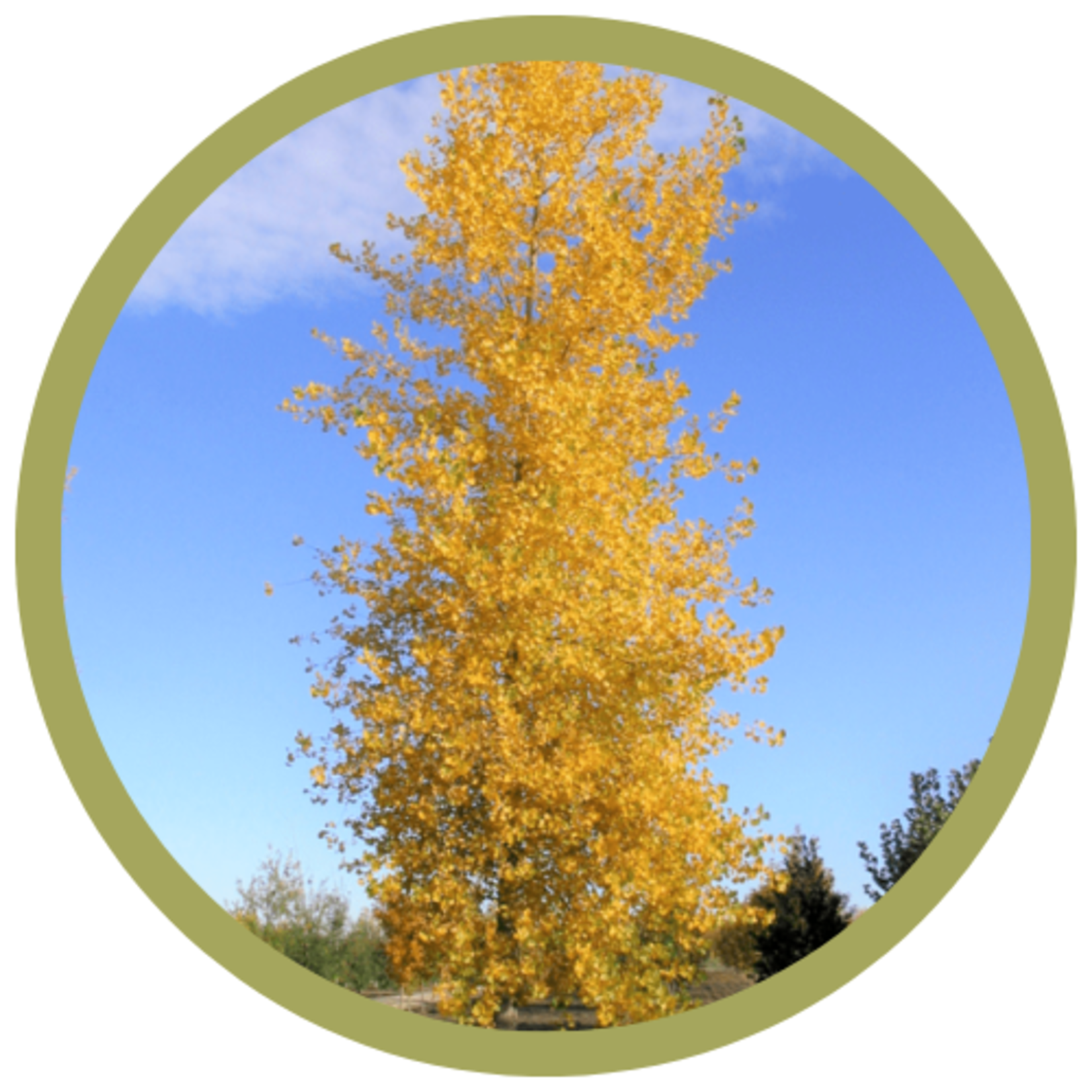 Populus deltoides 'Jefcot' Skyfest Cottonwood Poplar