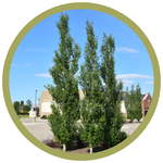 Populus tremula 'Erecta' Swedish Columnar Aspen