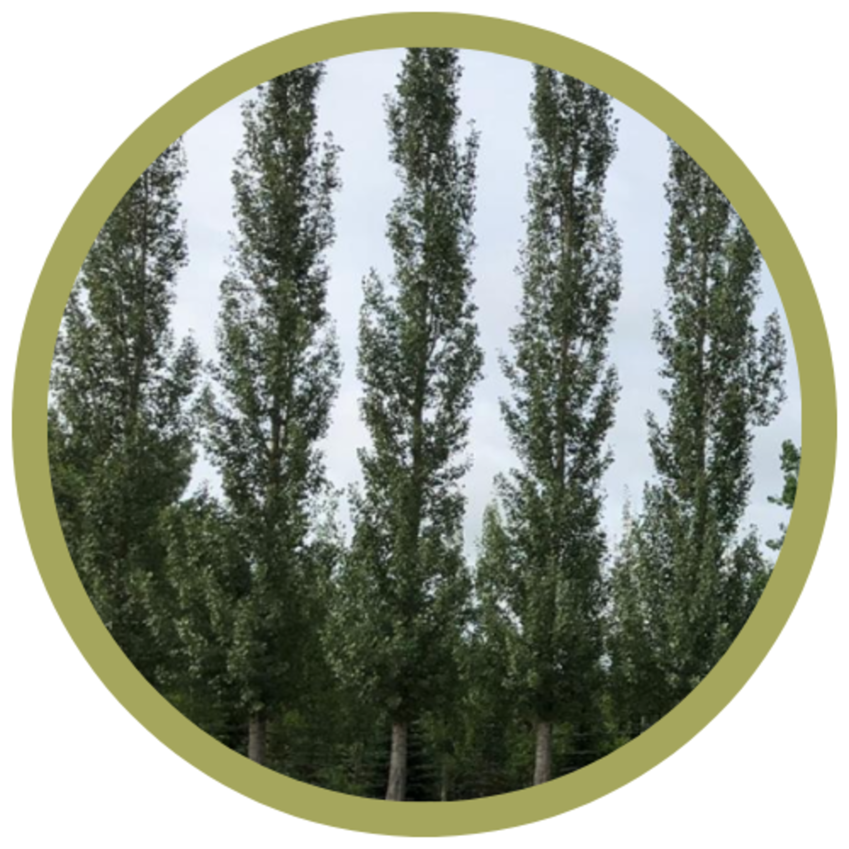 Populus x 'ACWS151' Sundancer Poplar