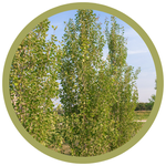 Populus x 'Jefguard' Guardian Columnar Aspen