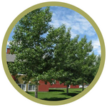 Populus x 'Okanese' Okanese Poplar