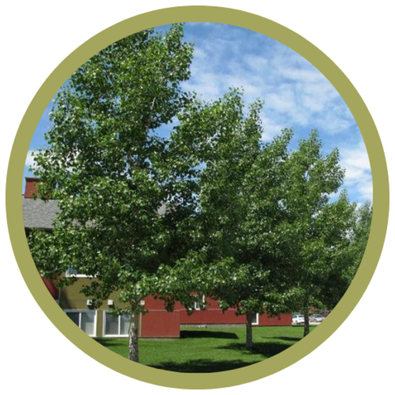 Populus x 'Okanese' Okanese Poplar