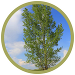 Populus x canadensis 'Prairie Sky' Poplar