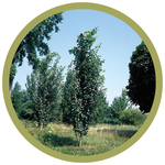 Populus x canescens 'Towering' Poplar