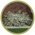 Potentilla fruticosa 'Abbotswood'