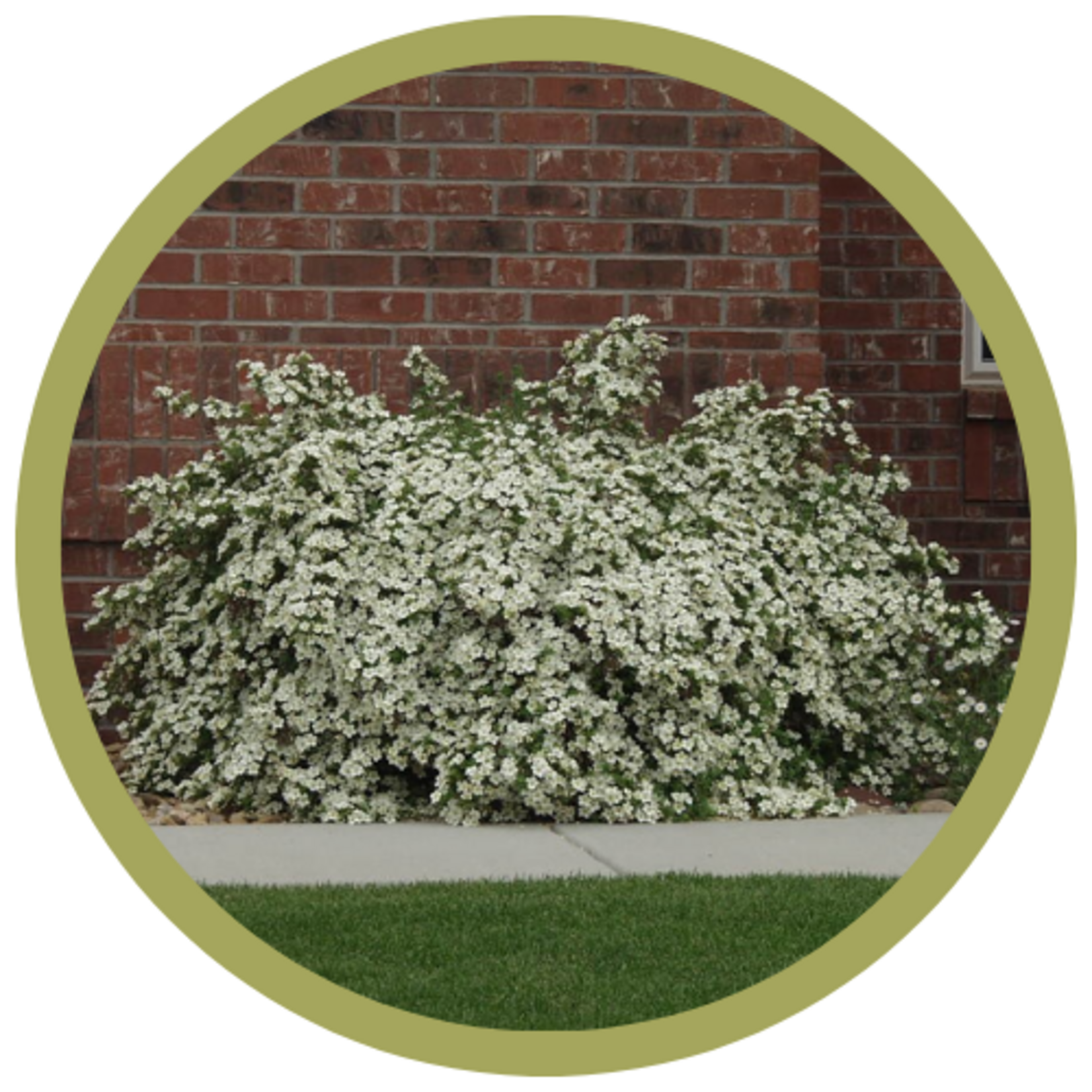 Potentilla fruticosa 'Abbotswood'