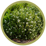 Potentilla fruticosa 'Bailbrule' Creme Brulee Potentilla