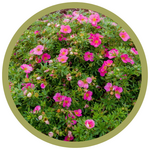 Potentilla fruticosa 'Bella Bellissima'