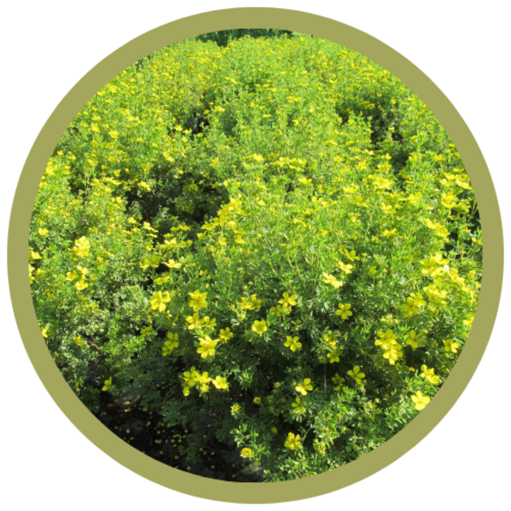 Potentilla fruticosa 'Coronation Triumph'