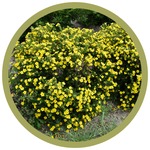 Potentilla fruticosa 'Fargo' 'Dakota Sunspot'