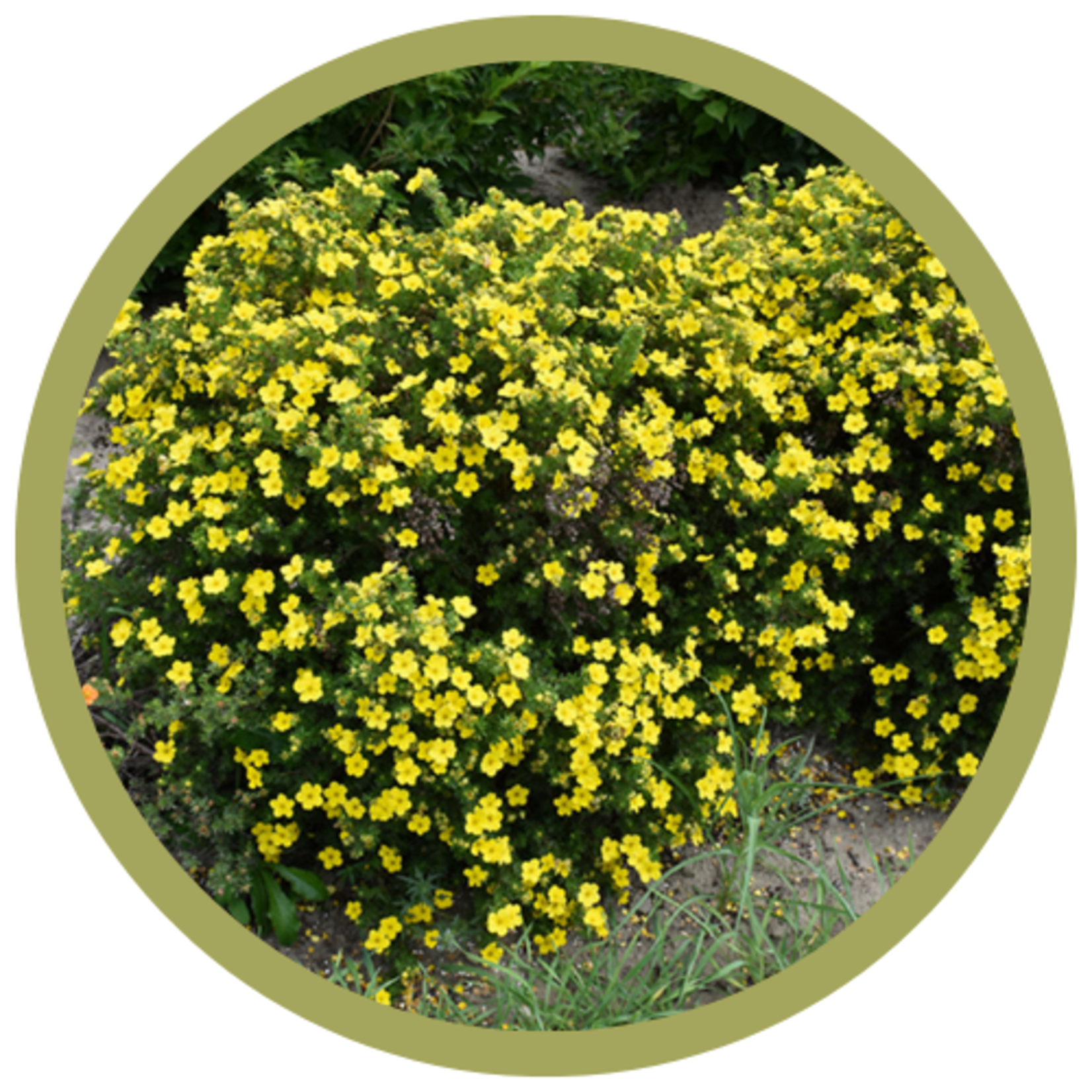 Potentilla fruticosa 'Fargo' 'Dakota Sunspot'