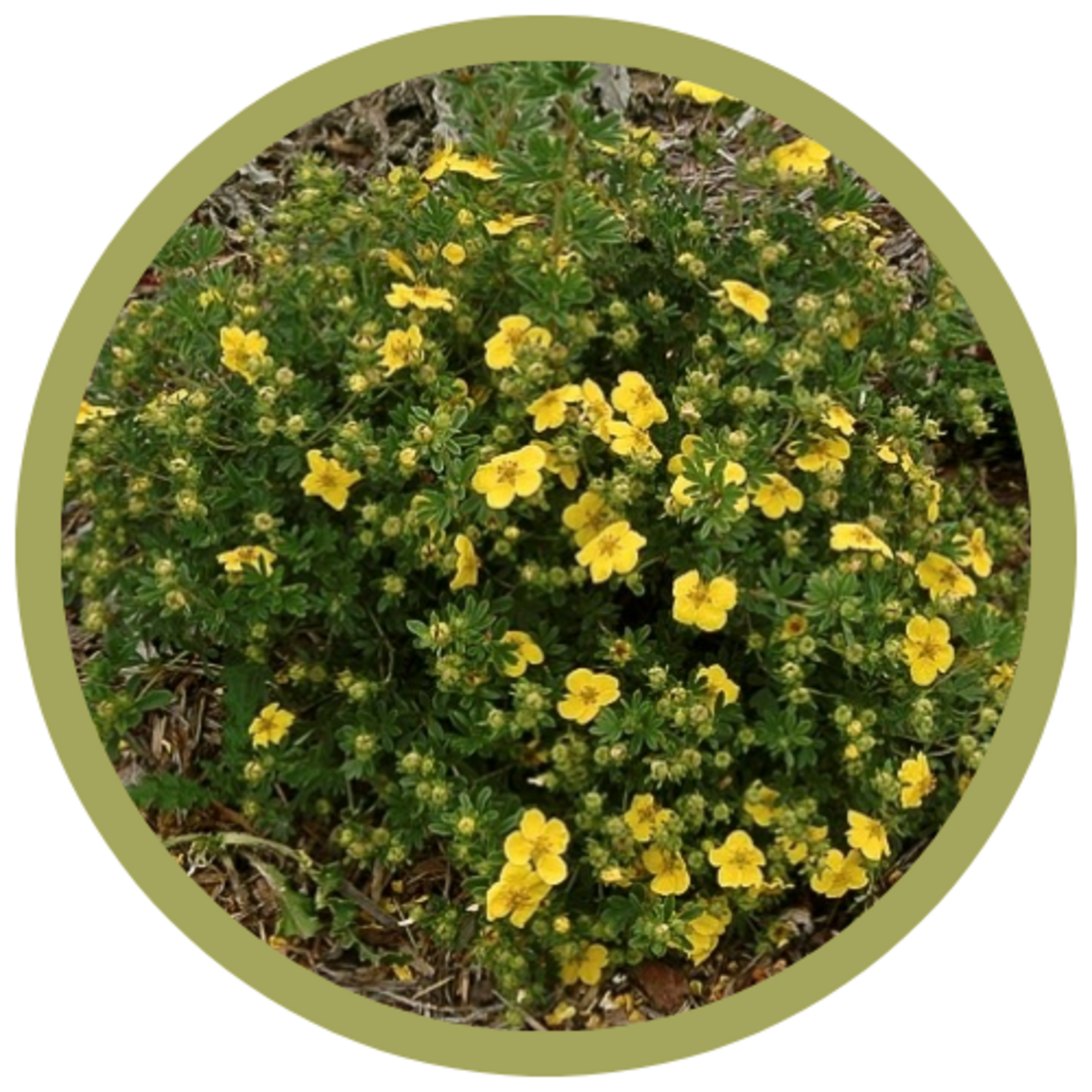 Potentilla fruticosa 'Gold Star'