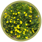 Potentilla fruticosa 'Goldfinger'
