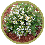 Potentilla fruticosa 'Hachbianca' 'Bella Bianca'