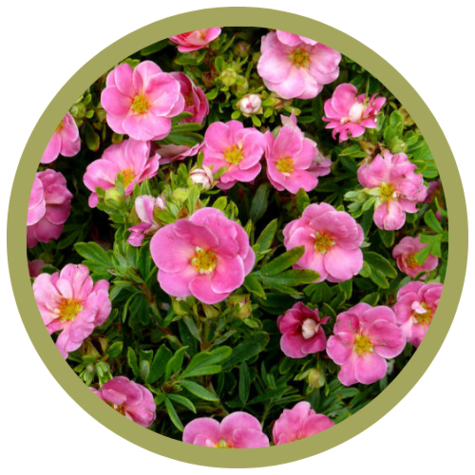 Potentilla fruticosa 'Happy Face Pink Paradise'