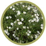 Potentilla fruticosa 'Happy Face White'