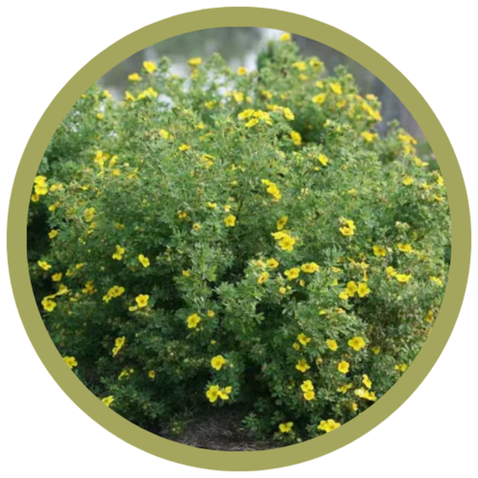 Potentilla fruticosa 'Happy Face Yellow'