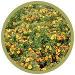 Potentilla fruticosa 'Jefmarm' Marmalade Potentilla