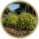 Potentilla fruticosa 'Lemon Meringue'