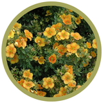 Potentilla fruticosa 'Mango Tango'
