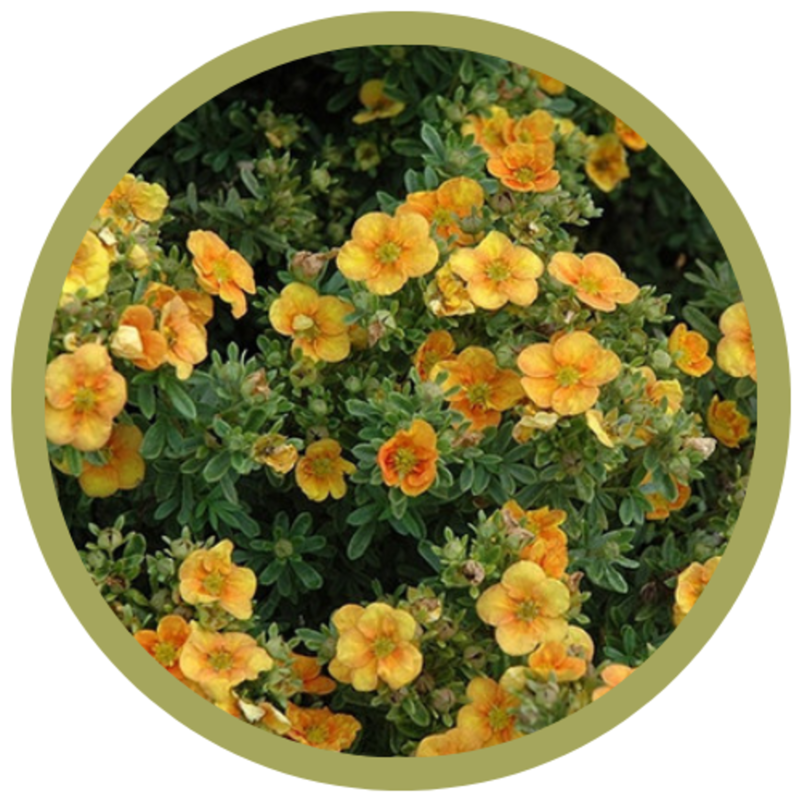 Potentilla fruticosa 'Mango Tango'