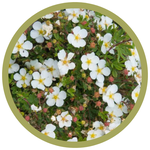 Potentilla fruticosa 'Morden Snow'