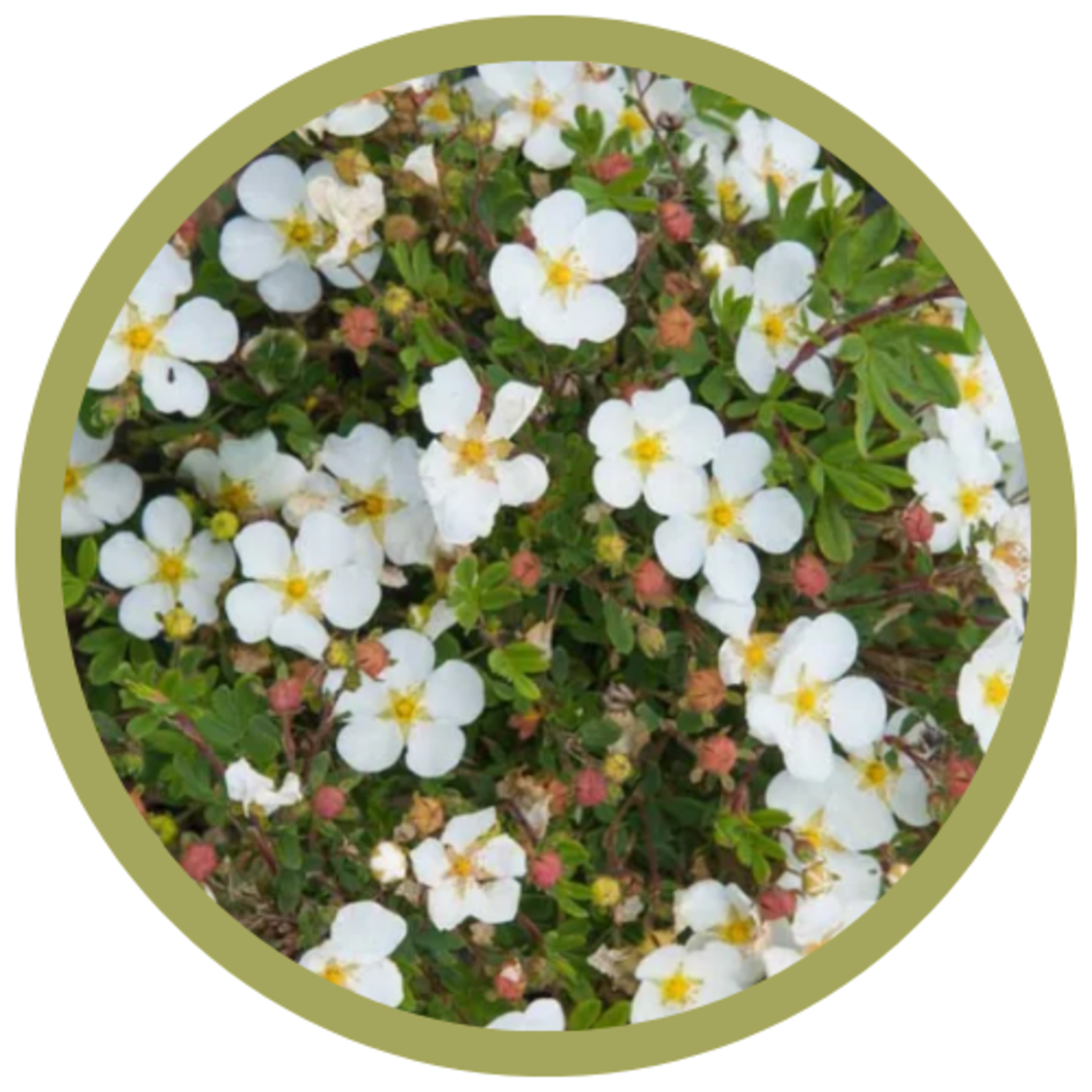 Potentilla fruticosa 'Morden Snow'