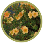 Potentilla fruticosa 'Orange Whisper'