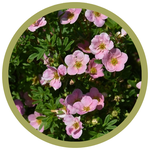 Potentilla fruticosa 'Pink Beauty' Potentilla