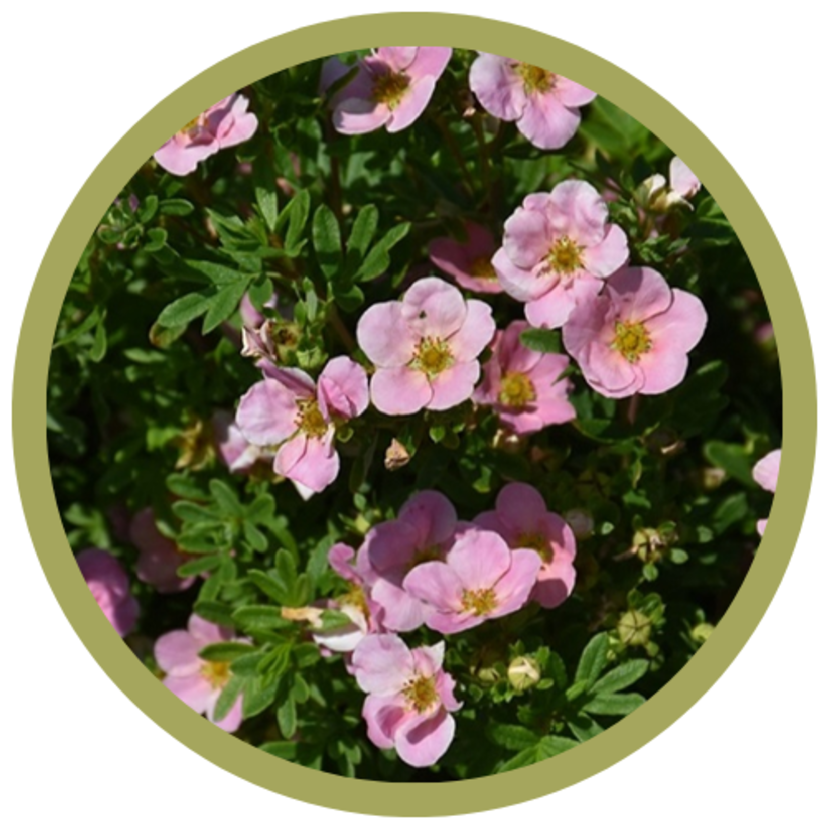Potentilla fruticosa 'Pink Beauty' Potentilla