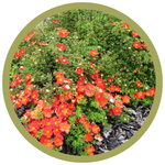 Potentilla fruticosa 'Red Ace'