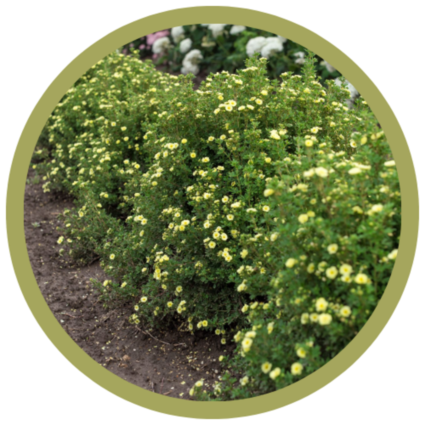 Potentilla fruticosa 'Summer Dawn' Potentilla