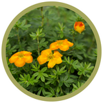 Potentilla fruticosa First Editions 'Mandarin Tango'